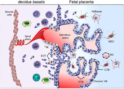Features of Human Decidual NK Cells in Healthy Pregnancy and During Viral Infection
